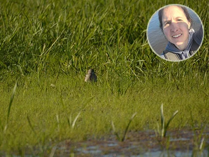 Bildcollage: Eine Auenlandschaft mit Wasser. In ihr ein Watvogel. Oben rechts das Portrait einer Referentin der Kinderuni. Über allem der Schriftzug: Die Vorlesung ist AUSGEBUCHT!