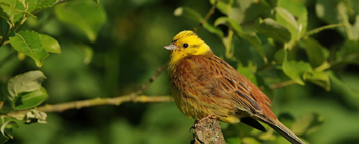 Goldammer (Emberiza citrinella) - 