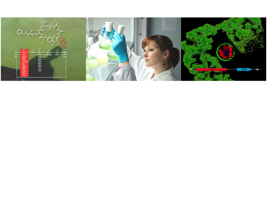 Three merged pictures showing a freshwater bloom, a female researcher holding two culture flasks with cyanobacteria in them and a micrograph of a fluorescent cyanobacteria culture sample