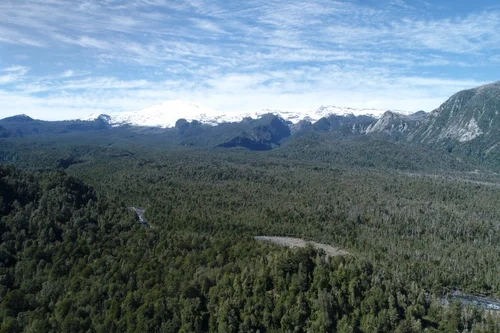 Temperate rainforest in Chile (Photo by Benja Sotomayor)