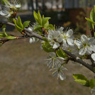 Mirabelle Nancy blüht im April 2020.