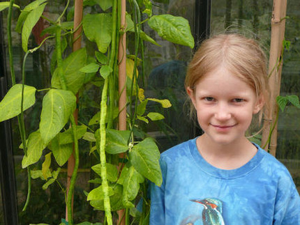 Mädchen steht neben der Spargel-Bohne - Vigna unguiculata