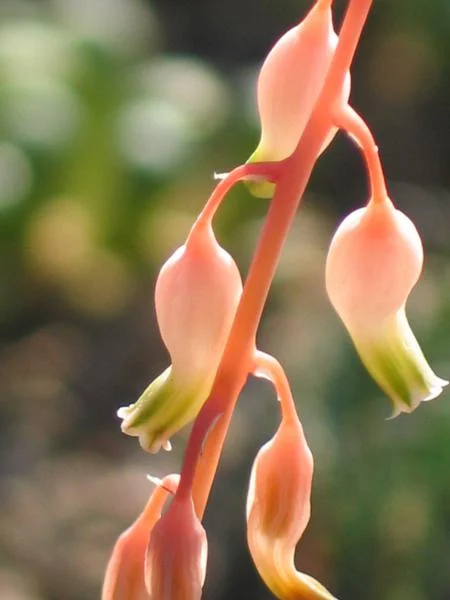 Zweifarben Gasterie - Gasteria bicolor