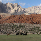 Animals in a mountain landscape