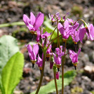 Götterblume - Dodecatheon pulchellum var. zionense