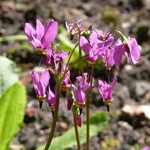 Götterblume - Dodecatheon pulchellum var. zionense
