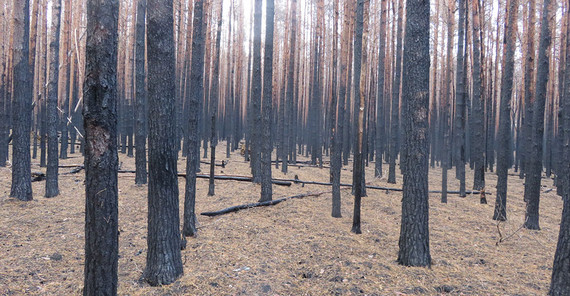 Areas of forest fires in 2018, … | Photo: Dr. Thilo Heinken
