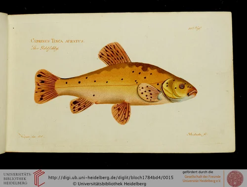 orangener Fisch mit schwarzen Sprenkeln
