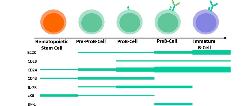 B cell maturation with its unique stage specific surface receptors
