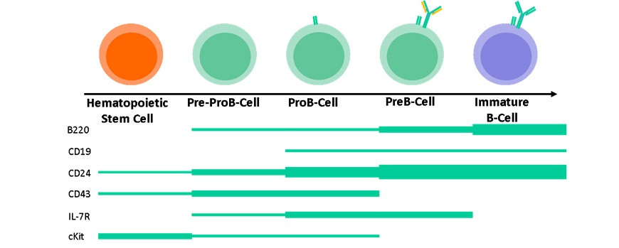 B cell maturation with its unique stage specific surface receptors