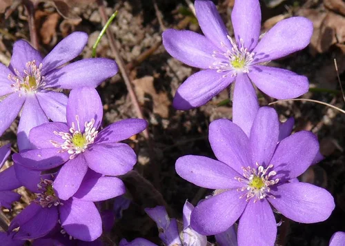 Das Leberblümchen - Hepatica nobilis