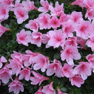 Rhododendron-Simsii-Hybride 'Kirin'