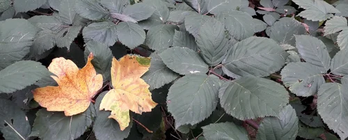 zwei herbstlich gefärbte Bläzzer inmitten von grünen Blättern, deren Pflanzen auch Dornen tragen | Foto: Zessko