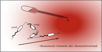 Cartoon of Bacteria motility 