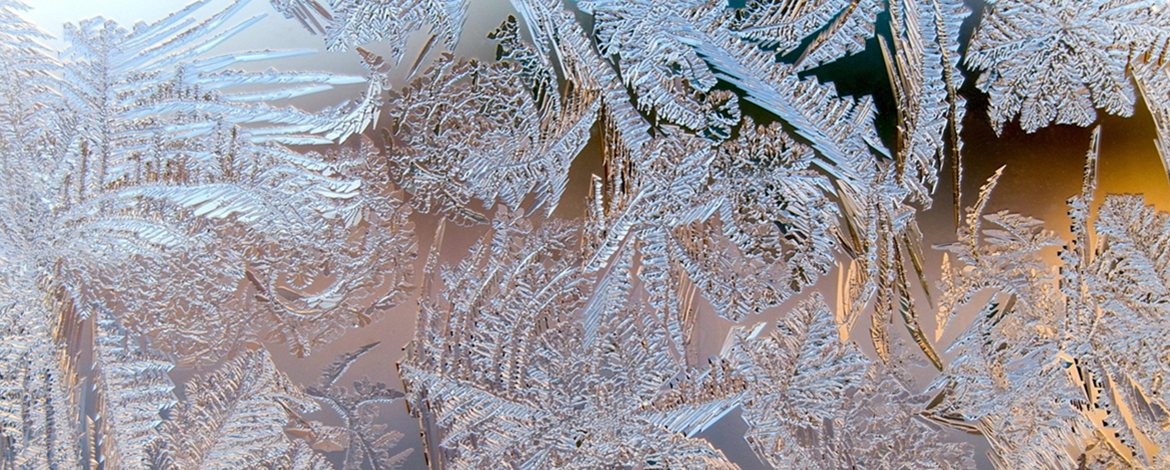 Winter frost flower -