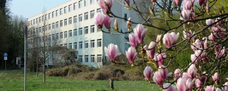 Eine Magnolie blüht vor Haus 19 am Campus Neues Palais