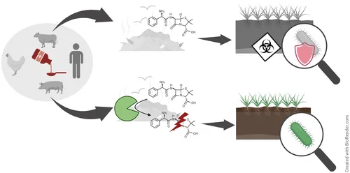 Grafikdarstellung der enzymatischen Inaktivierung von Antibiotika in landwirtschaftlichen Abfällen