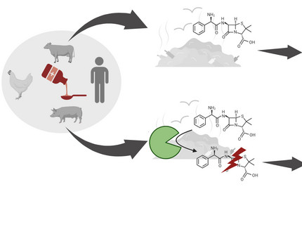 Grafikdarstellung der enzymatischen Inaktivierung von Antibiotika in landwirtschaftlichen Abfällen