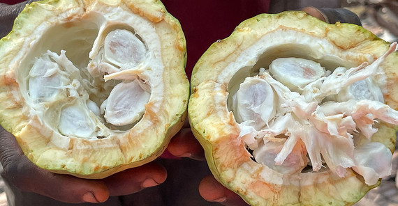 The inside of a freshly harvested cocoa fruit
