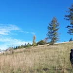 ... in grassland in front of trees