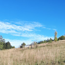 ... in grassland in front of trees