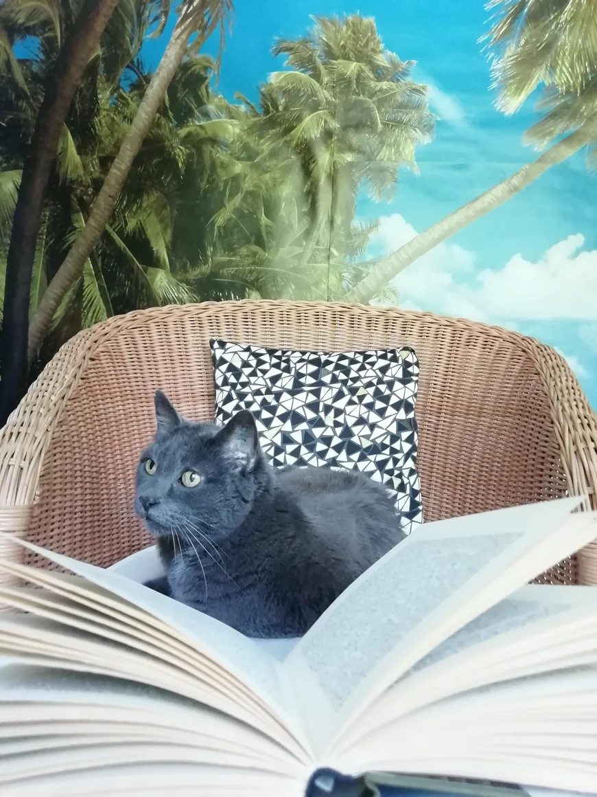 Ueber die Seiten eines in der mitte aufgeschlagenen Buches hinweg sieht man eine Katze auf einem Korbstuh sitzen. An der Wand dahinter sind große Palemen und blauer Himmel aufgedruckt