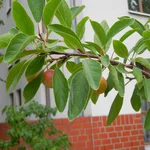 Mirabelle Nancy trägt Früchte im August 2019.