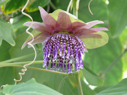 Dreilappen-Passionsblume - Passiflora triloba