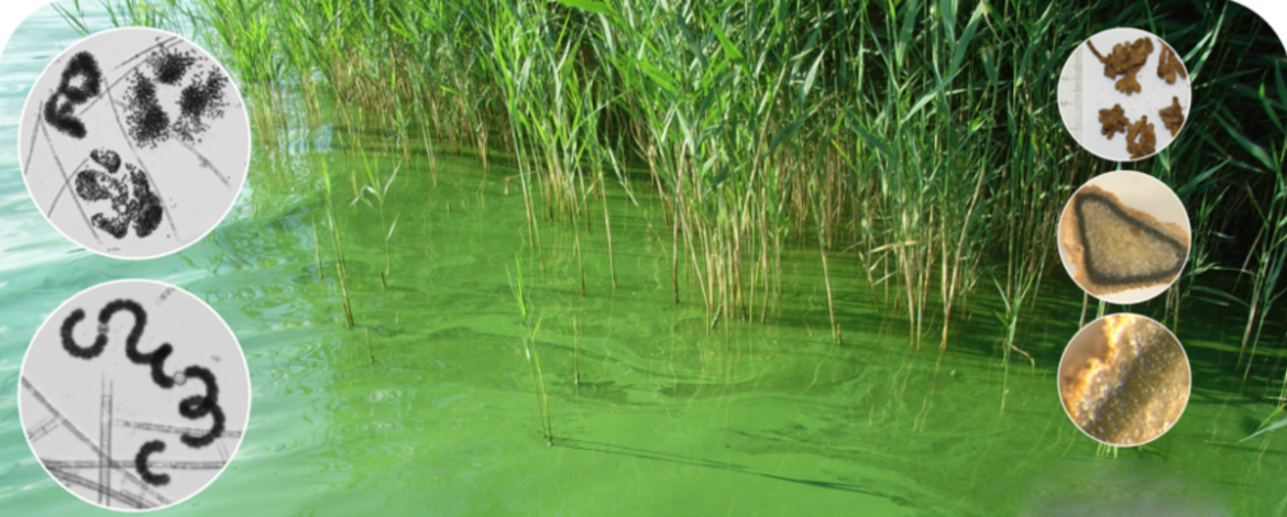 cyanobacterial freshwater bloom with some micrographs of different cyanobacteria and sections of infected host plants