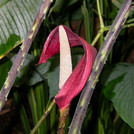 Blütenstand von Anchomanes petiolatus