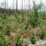 Vegetation auf einer forstlich bewirtschaften Waldbrandfläche