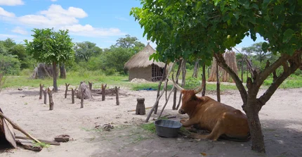 cattle lying down under a tree in african village