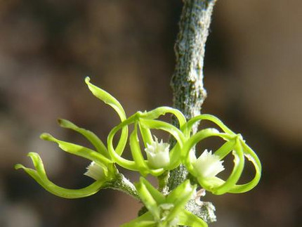 Hundswürger - Cynanchum marnierianum