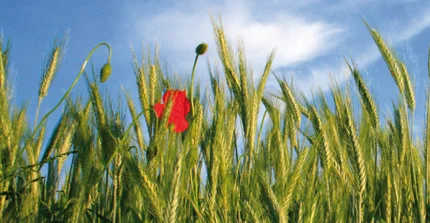 Nahaufnahme einer Mohnblume in einer Wiese