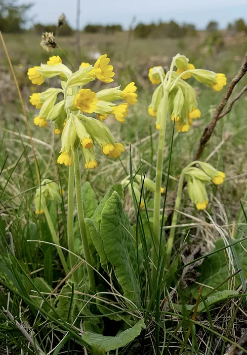 Schlüsselblume mit gelben Blüten