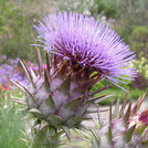 Artischocke - Cynara scolymus