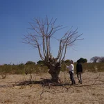 people standing next to a tree