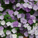 Brunfelsia pauciflora