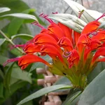 Aeschynanthus speciosus
