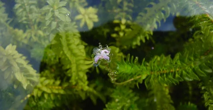 Kanadische Wasserpest (Elodea canadensis Michx.)
