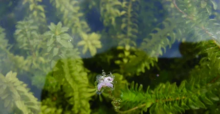 Kanadische Wasserpest (Elodea canadensis Michx.)