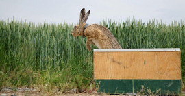 Brown hare with transmitter | Photo: Carolin Scholz