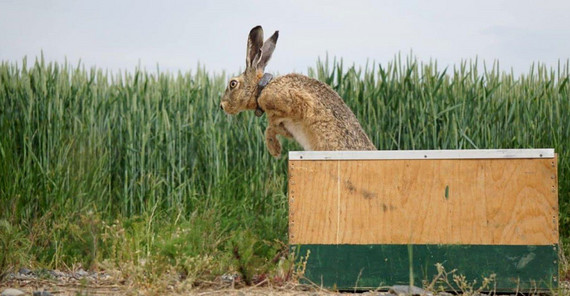 Brown hare with transmitter | Photo: Carolin Scholz