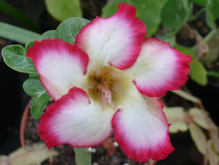 weiße, rotrandige Blüte mit 5 Blütenblättern