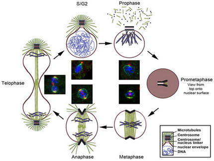 Centrosome duplication cycle in Dictyostelium amoebae