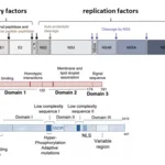 HCV Genome Organization and functional maps of the core and NS5A protein.