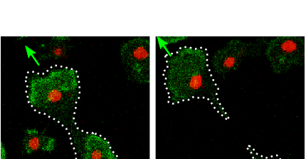Videomikroskopie einer Zellteilung durch Proteinwellen in einem 0,05x0,06 Millimeter großen Bildausschnitt. Die Proteinwellen sind grün gefärbt, die Zellkerne rot. Die Wellen bewegen sich in Pfeilrichtung und teilen so die Zelle in zwei Tochterzellen.
