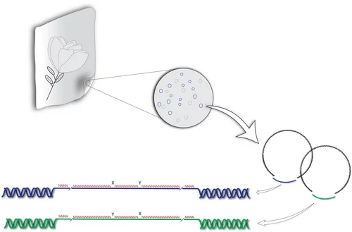 schematische Darstellung, wie das Prinzip der genetischen Markierung und Analyse der eingesetzten DNA-Sepuenzen veranschaulicht