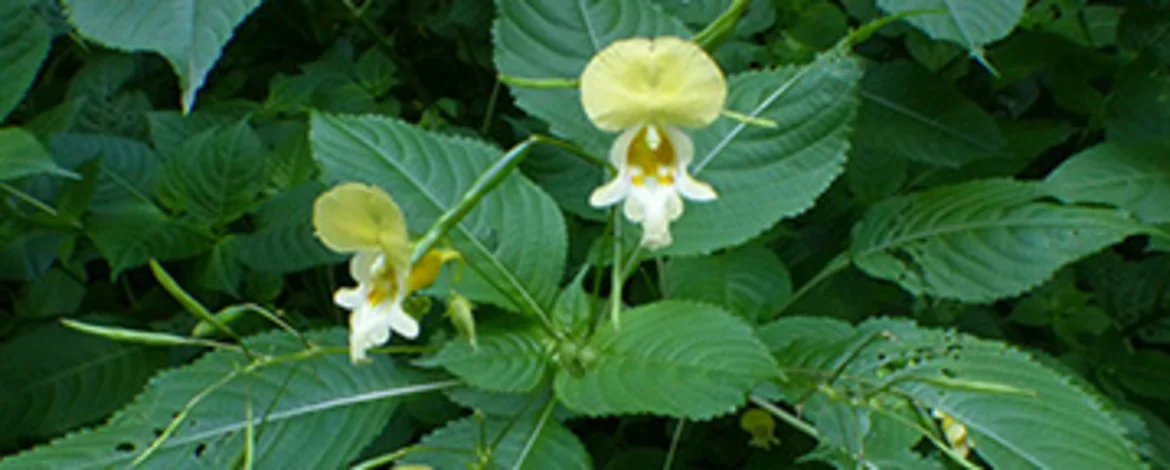 gelb weiße Blüten und Schotenfrüchte