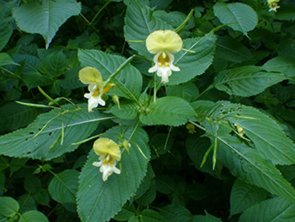 gelb weiße Blüten und Schotenfrüchte